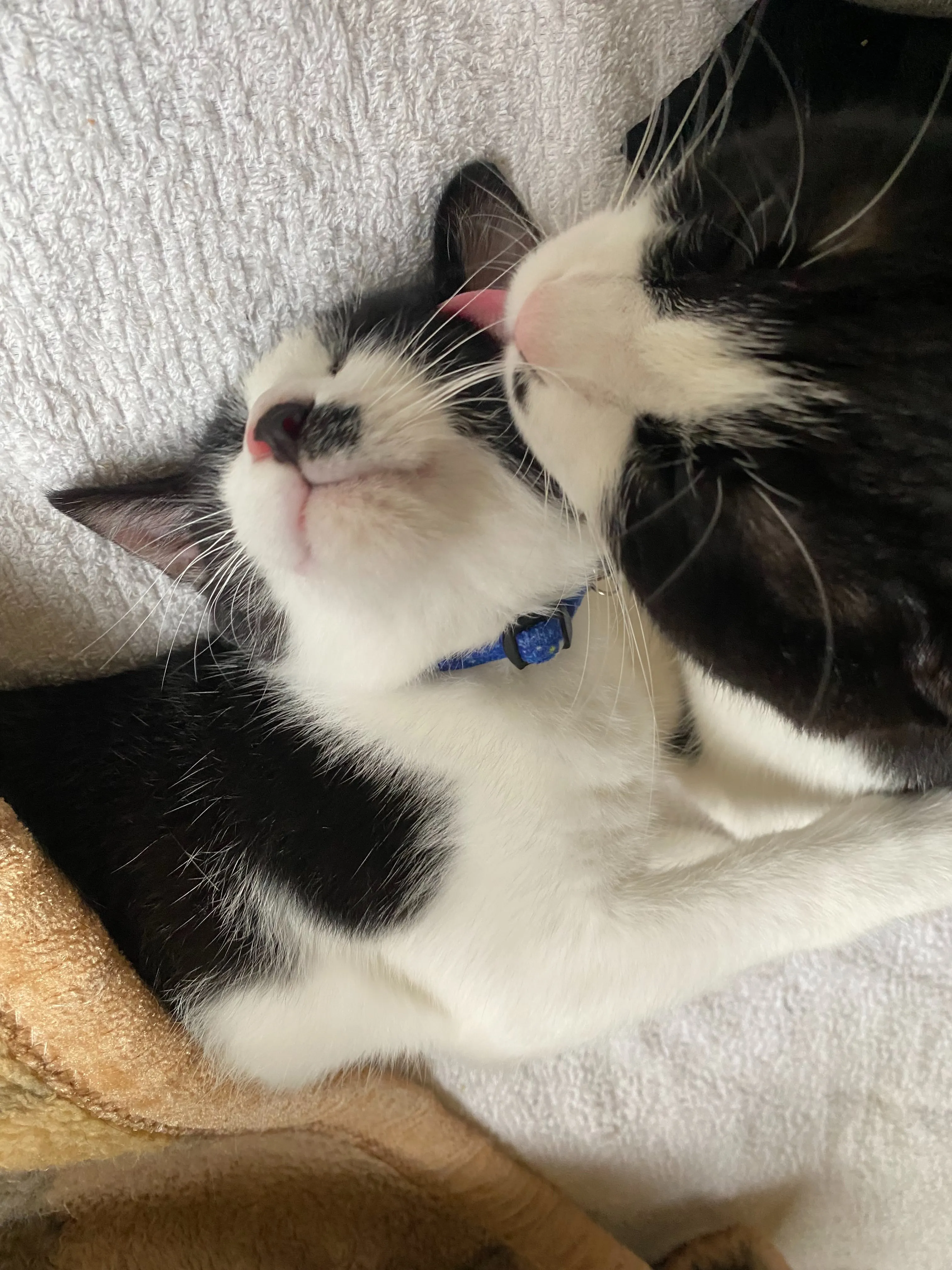 銀と銅🐱