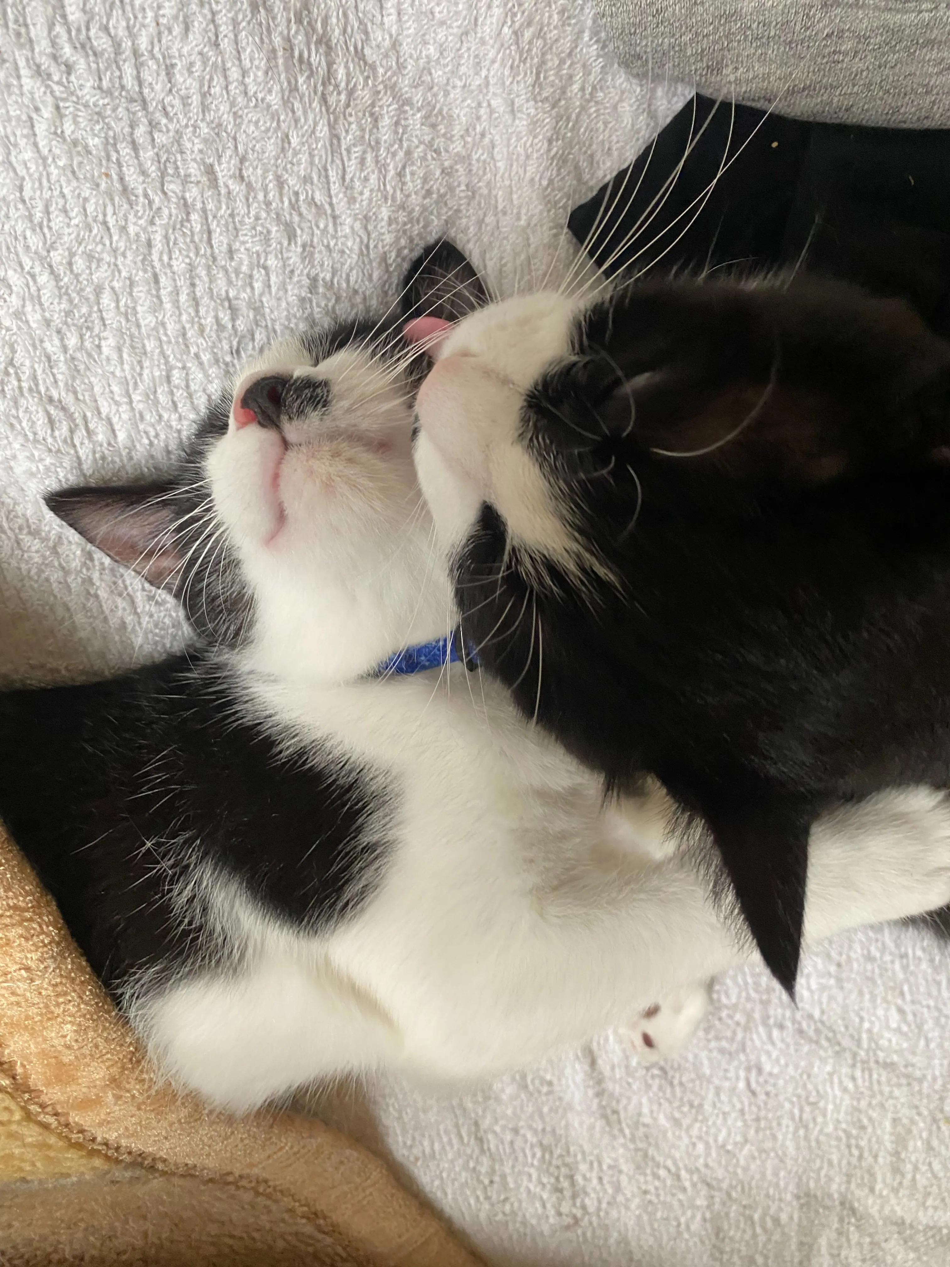 銀と銅🐱