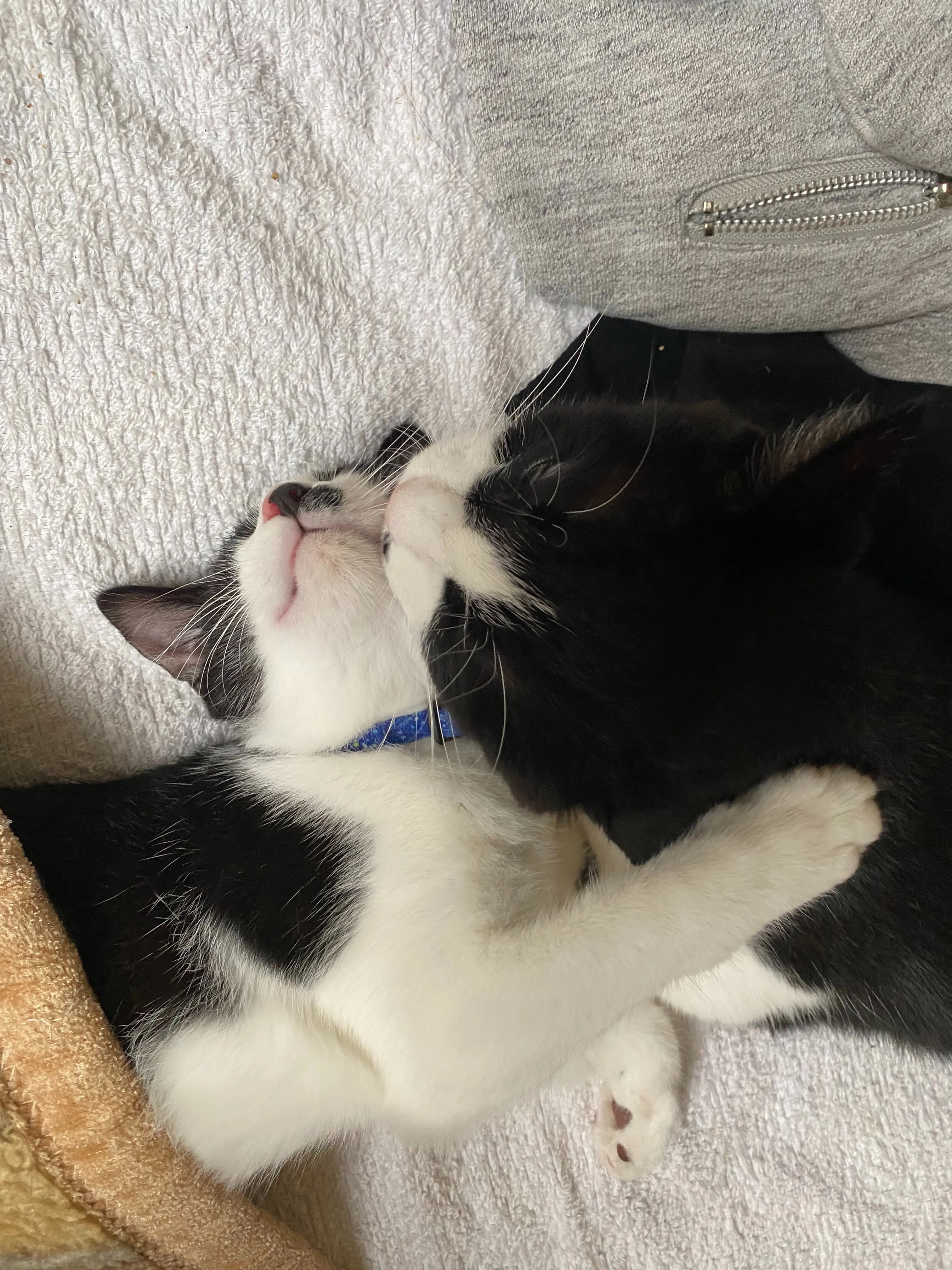 銀と銅🐱