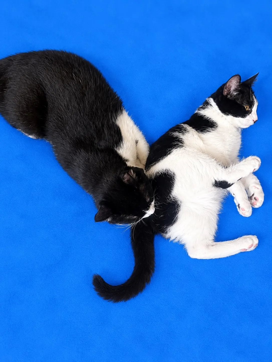 今日も銅は銀を舐め回し😹