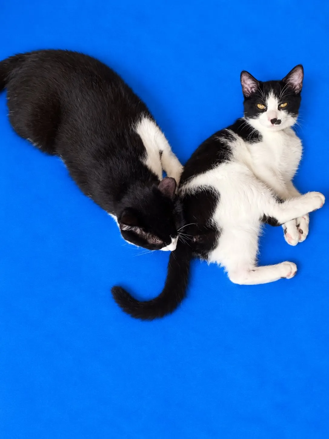 今日も銅は銀を舐め回し😹