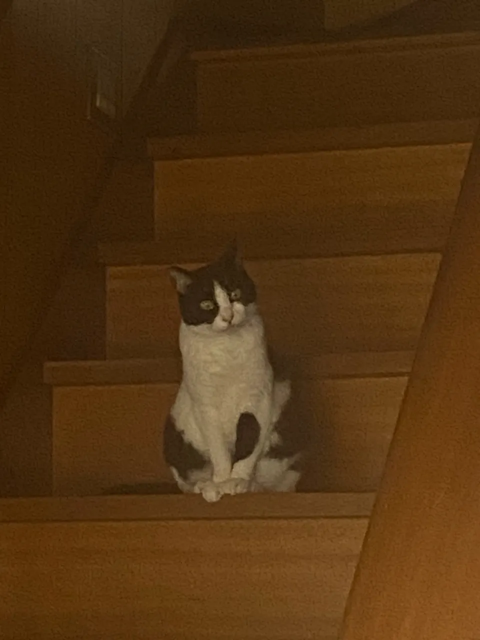 金😸10歳♀