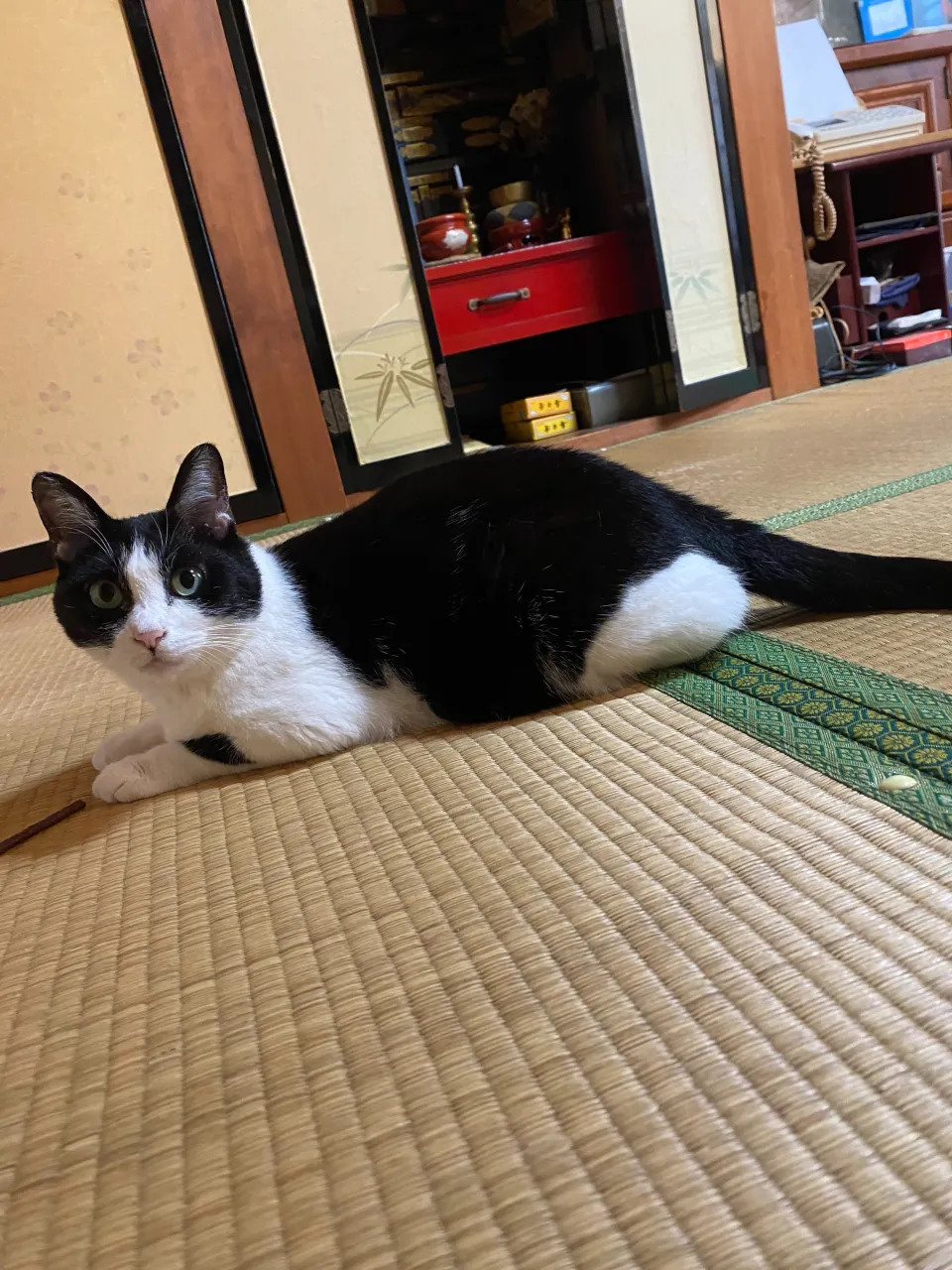 金😸10歳♀