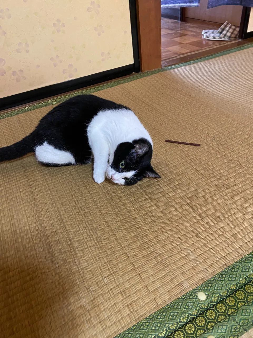 金😸10歳♀