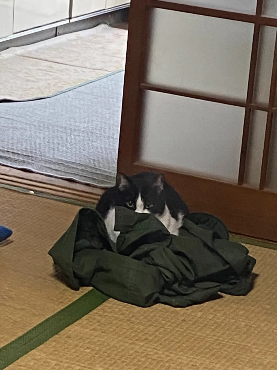 金😸10歳♀