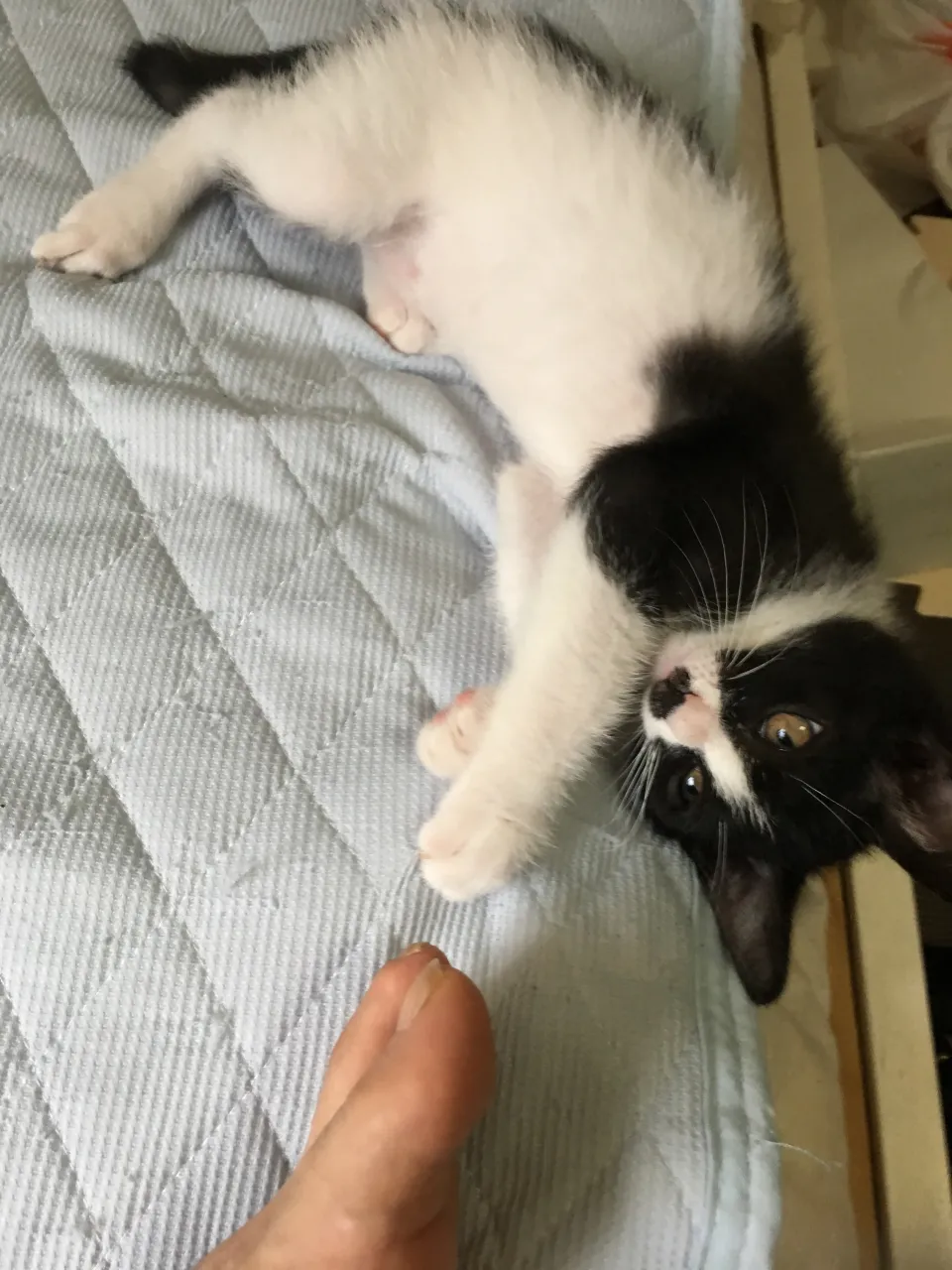 先代銀🐱