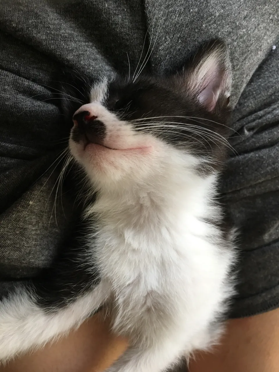 先代銀🐱