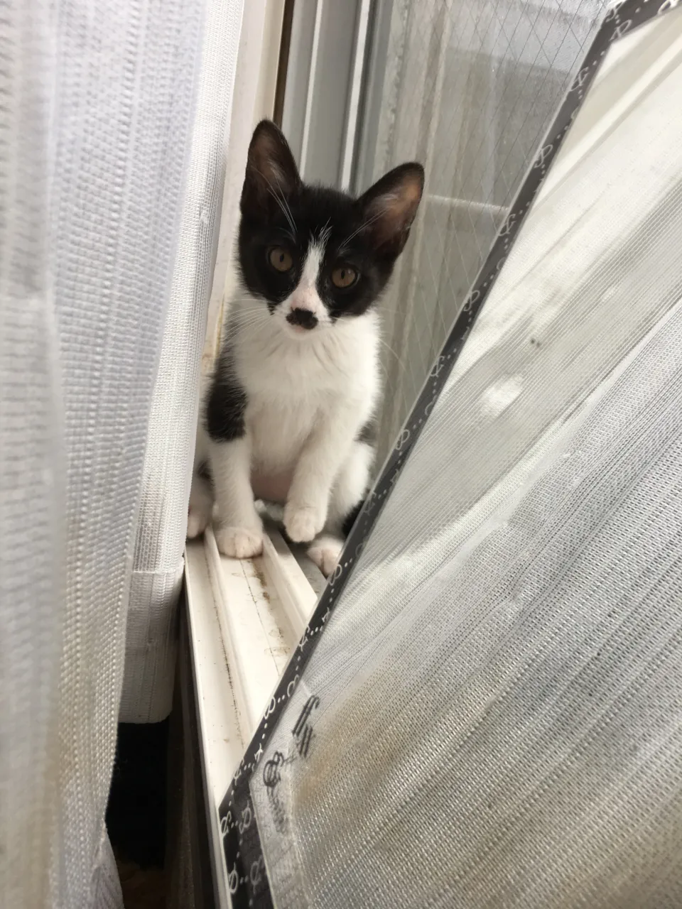 先代銀🐱