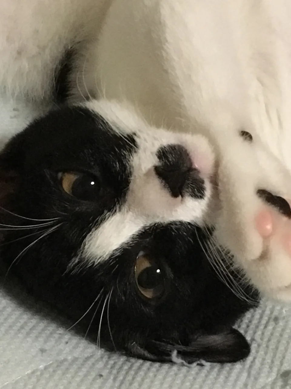 先代銀🐱