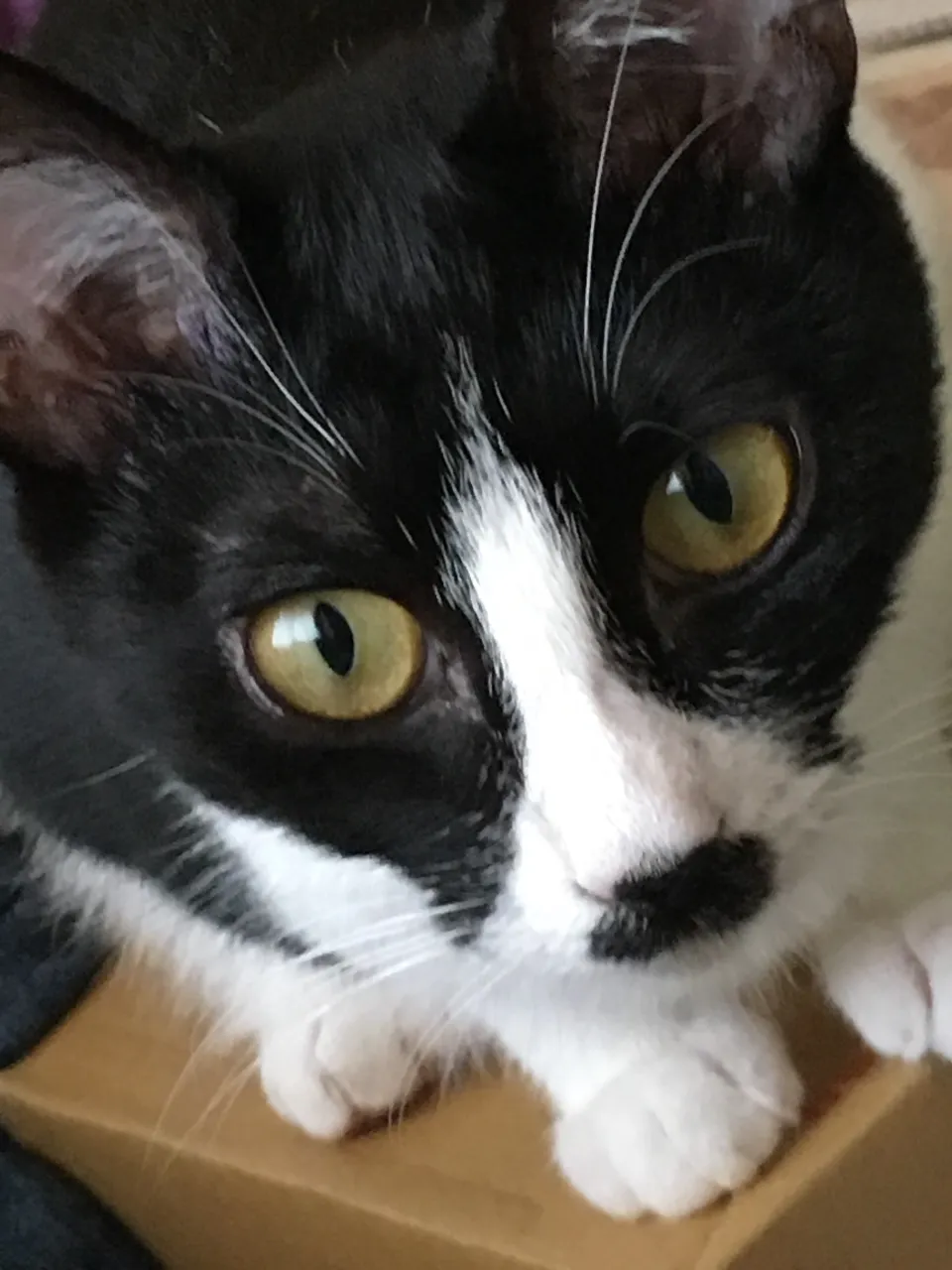 先代銀🐱
