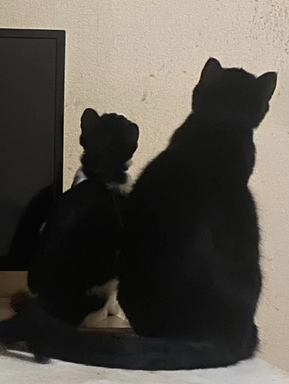 何かいたみたい🐱