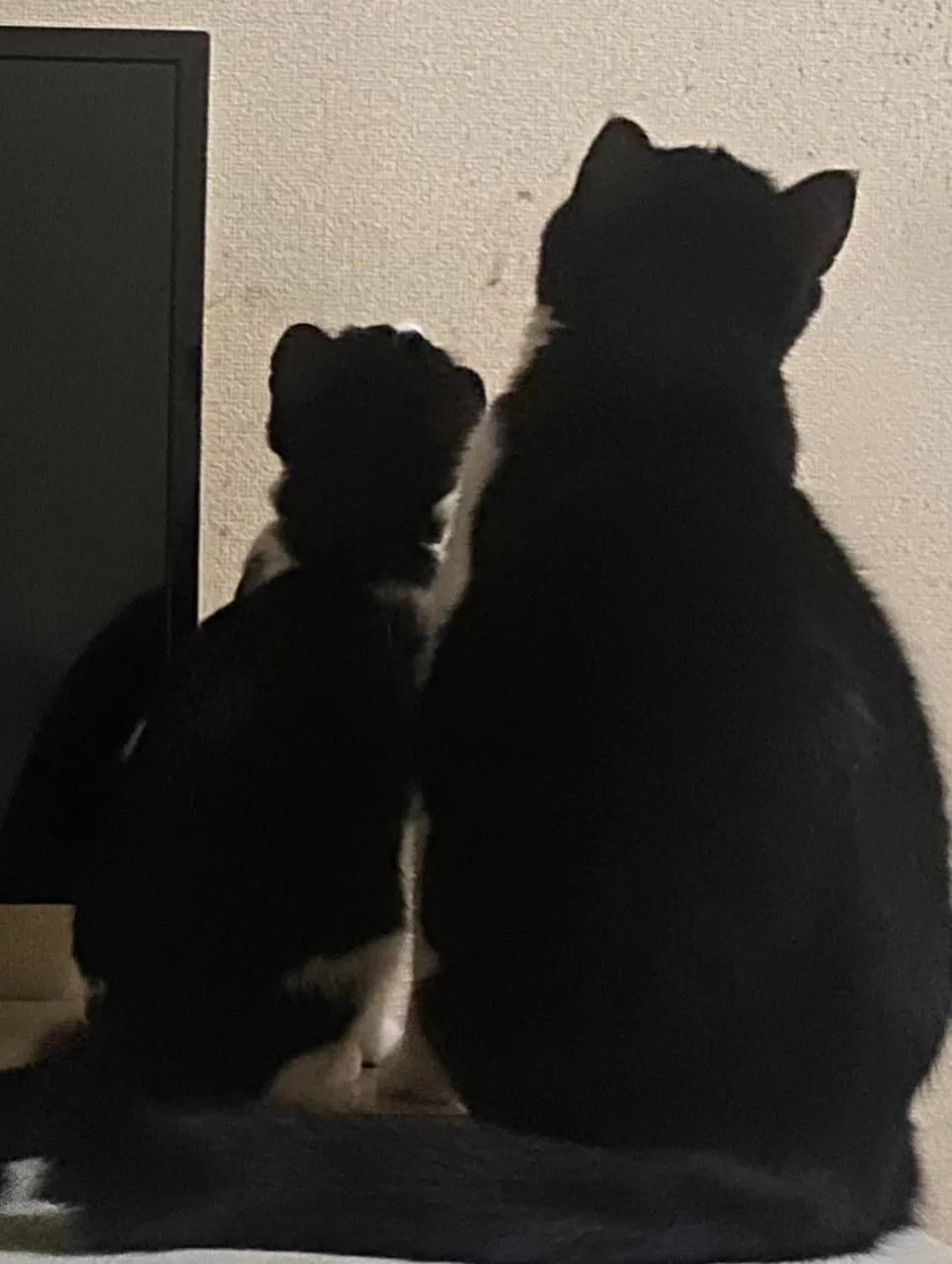 何かいたみたい🐱