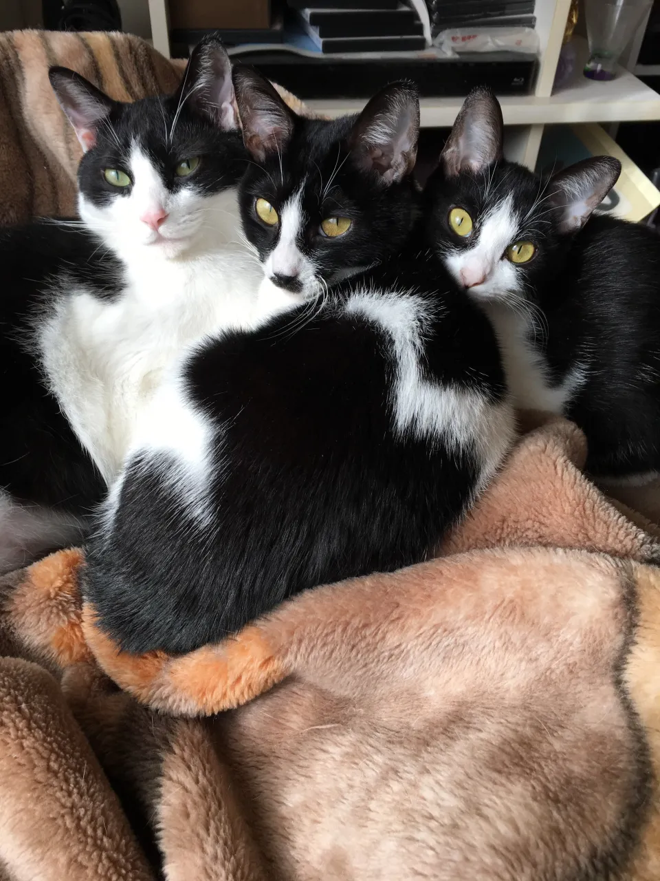 1枚目の金🐱（右端）がアイドルみたいで好き❤️