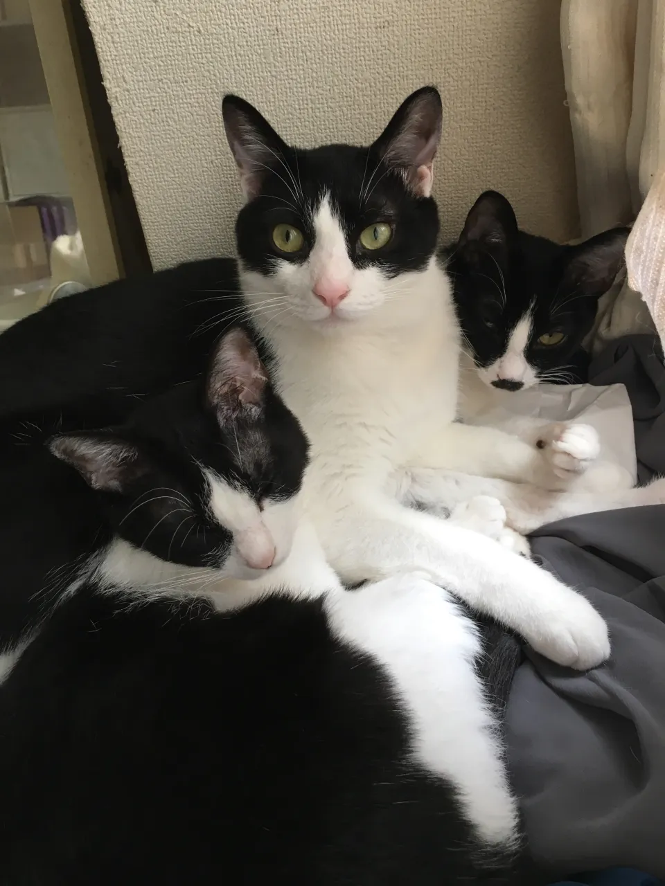 1枚目の金🐱（右端）がアイドルみたいで好き❤️