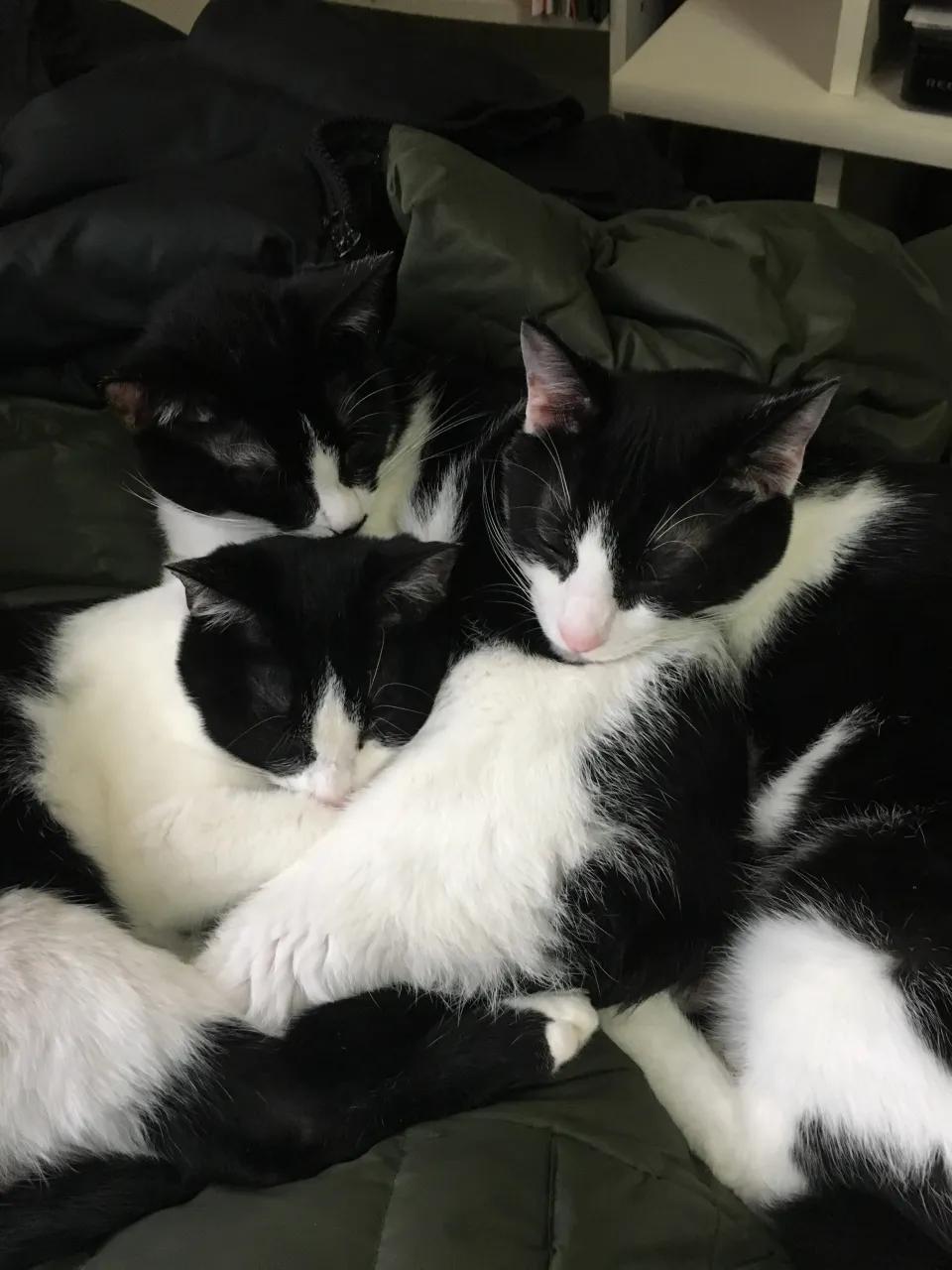 1枚目の金🐱（右端）がアイドルみたいで好き❤️