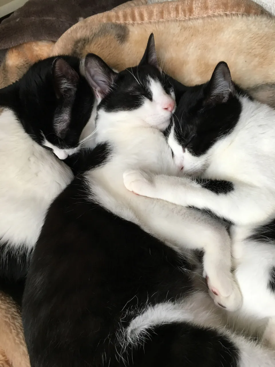 1枚目の金🐱（右端）がアイドルみたいで好き❤️