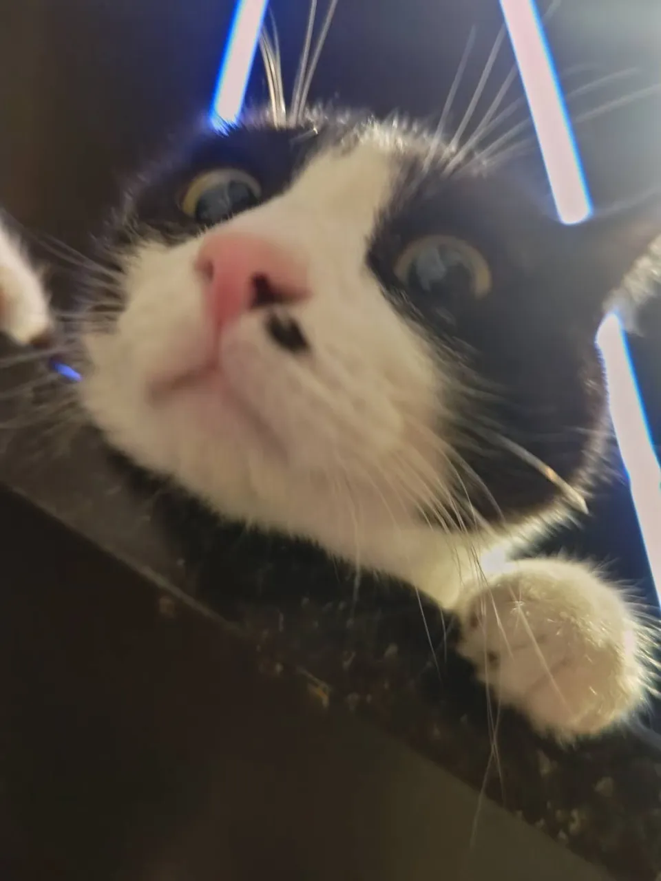 進撃の銅😸