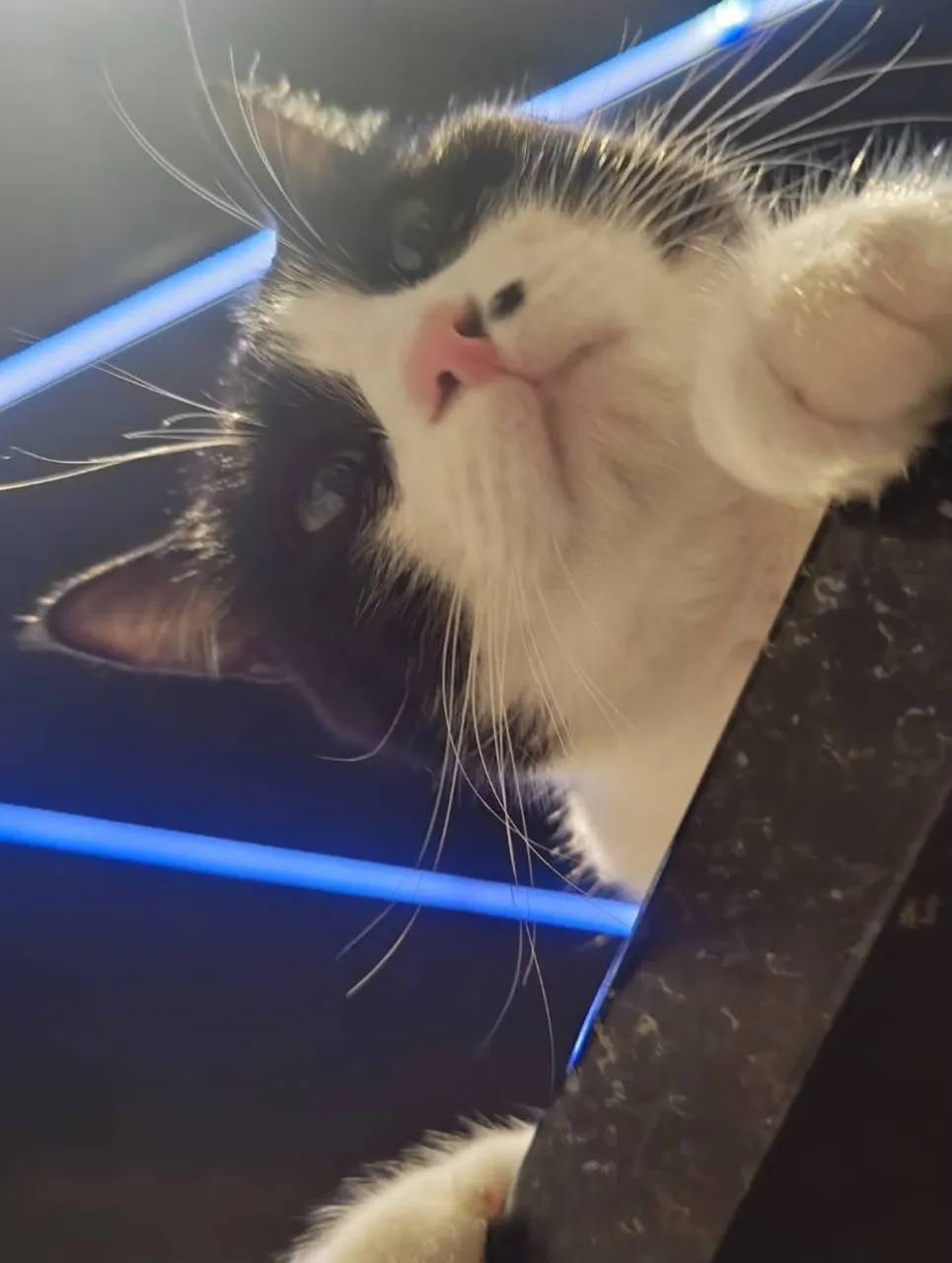 進撃の銅😸