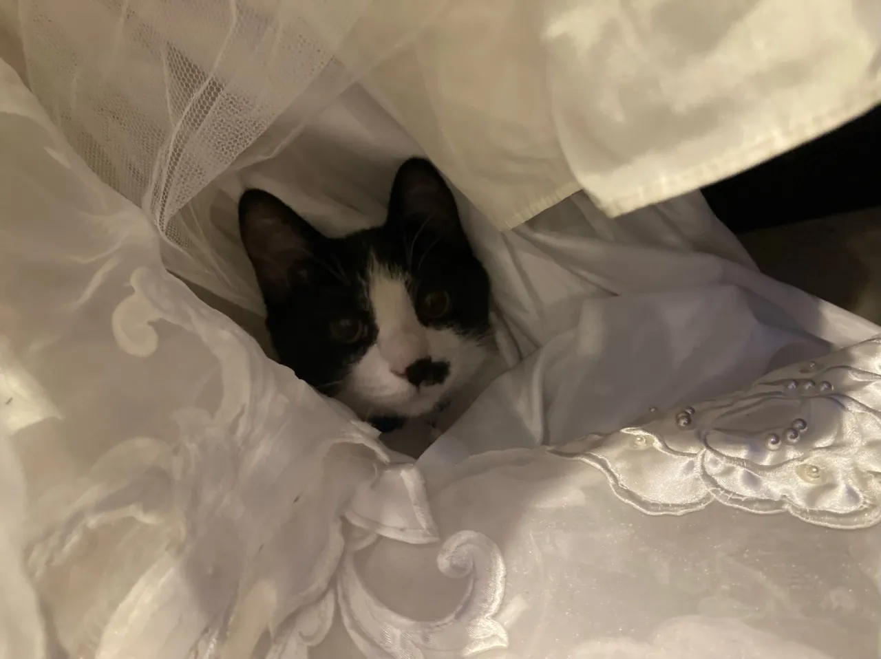 銅はどれでしょうか‼️😸