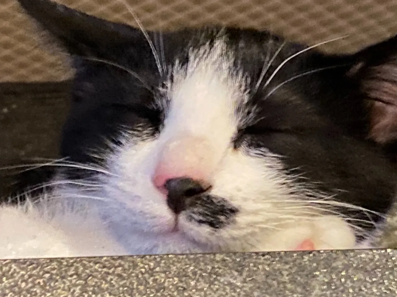 銅はどれでしょうか‼️😸