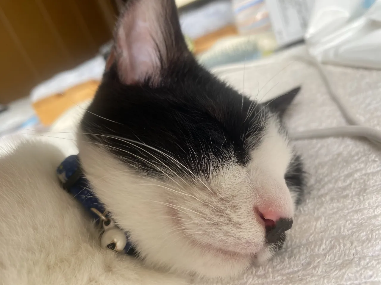 銅はどれでしょうか‼️😸