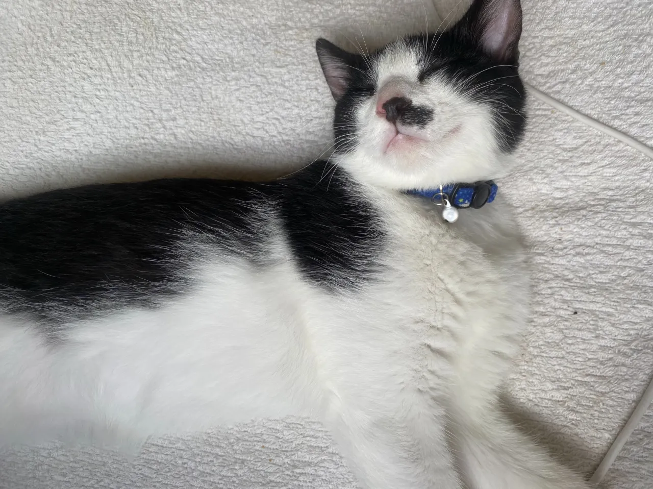 銅はどれでしょうか‼️😸