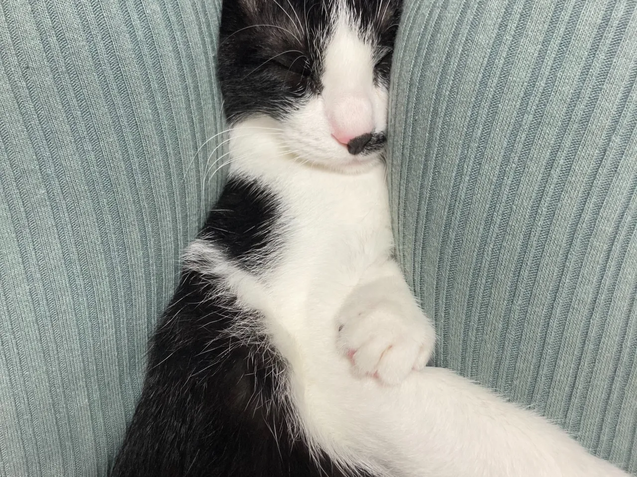 銅はどれでしょうか‼️😸