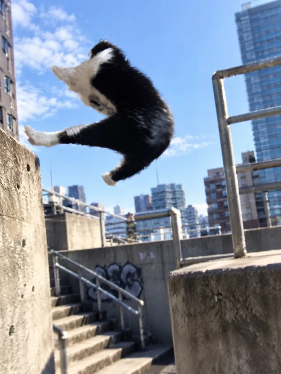 パルクールをしてる銅🤣🤣🤣