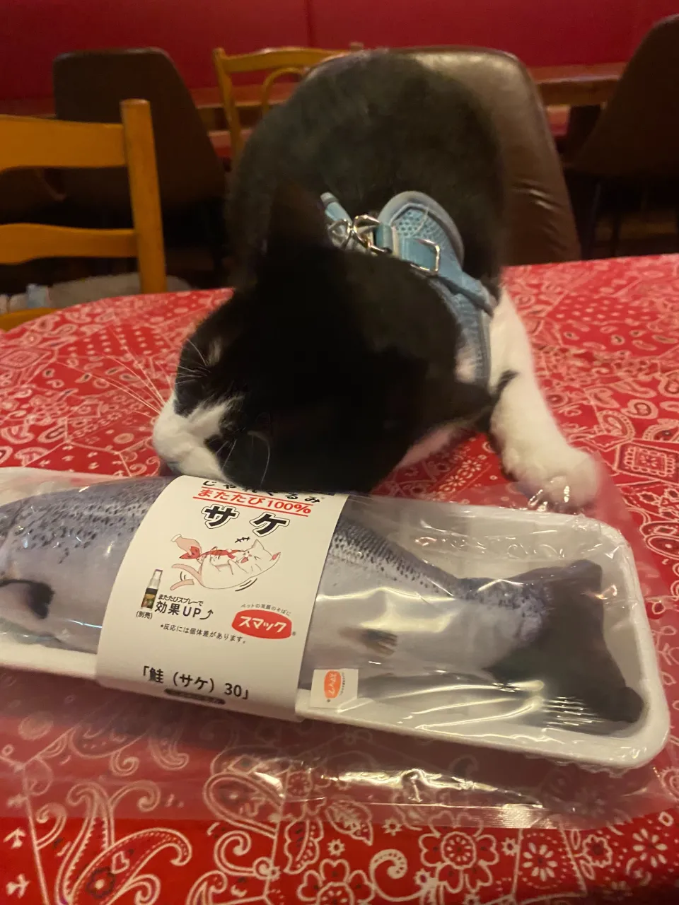 バッファローさんから