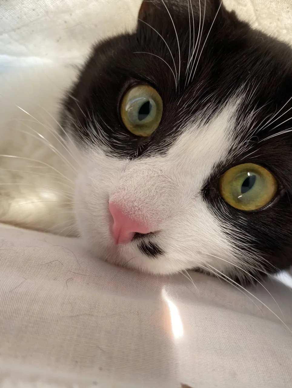 ハチワレマグカップ頂きました🐈