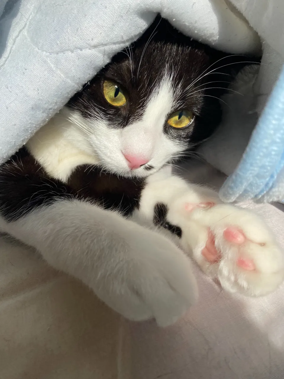 ハチワレマグカップ頂きました🐈