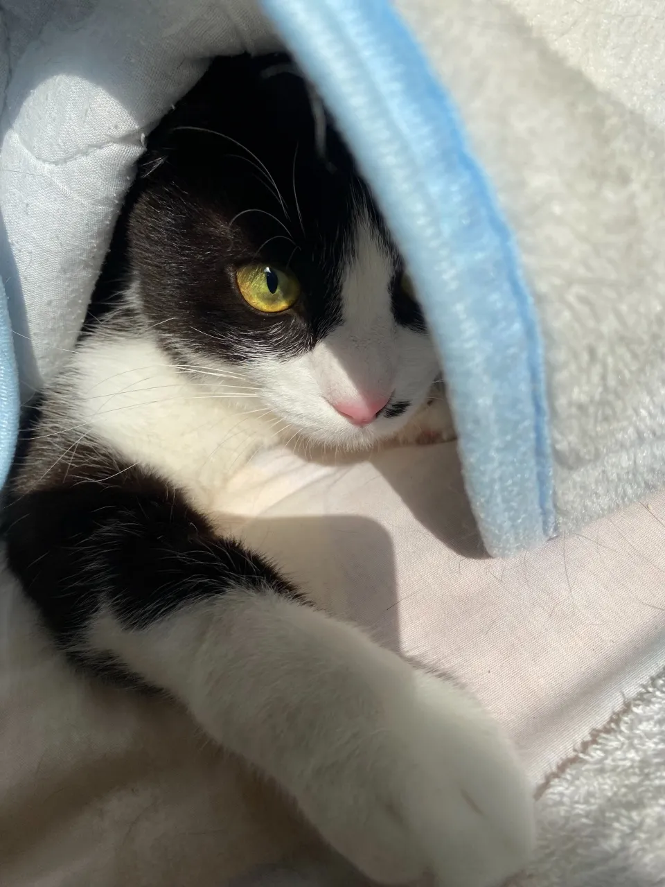 ハチワレマグカップ頂きました🐈