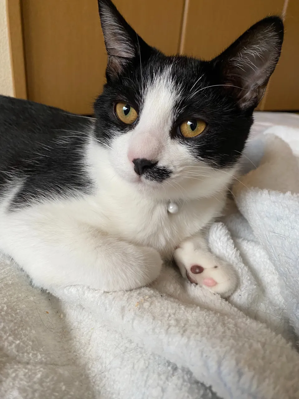 銀😸