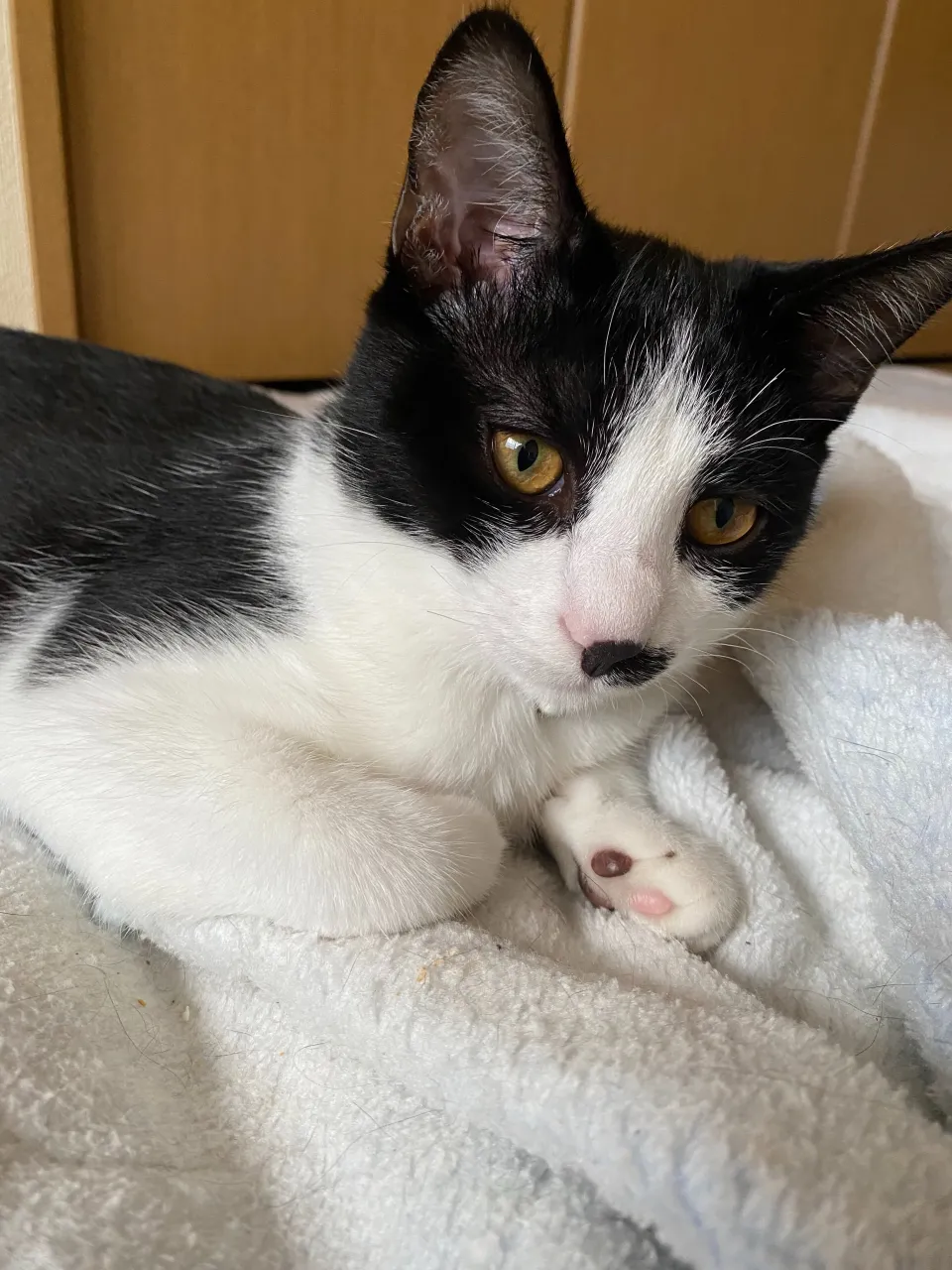 銀😸
