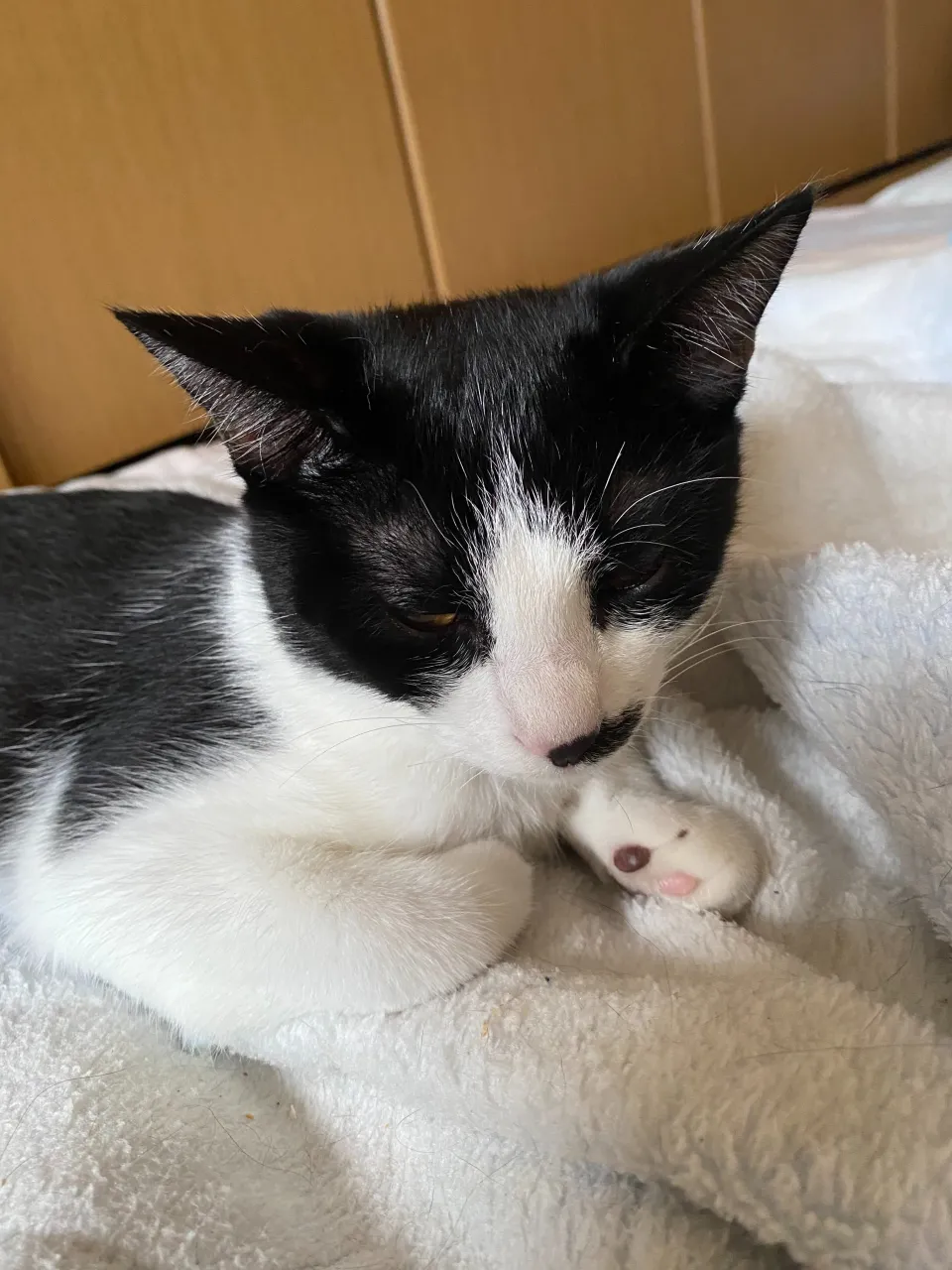 銀😸
