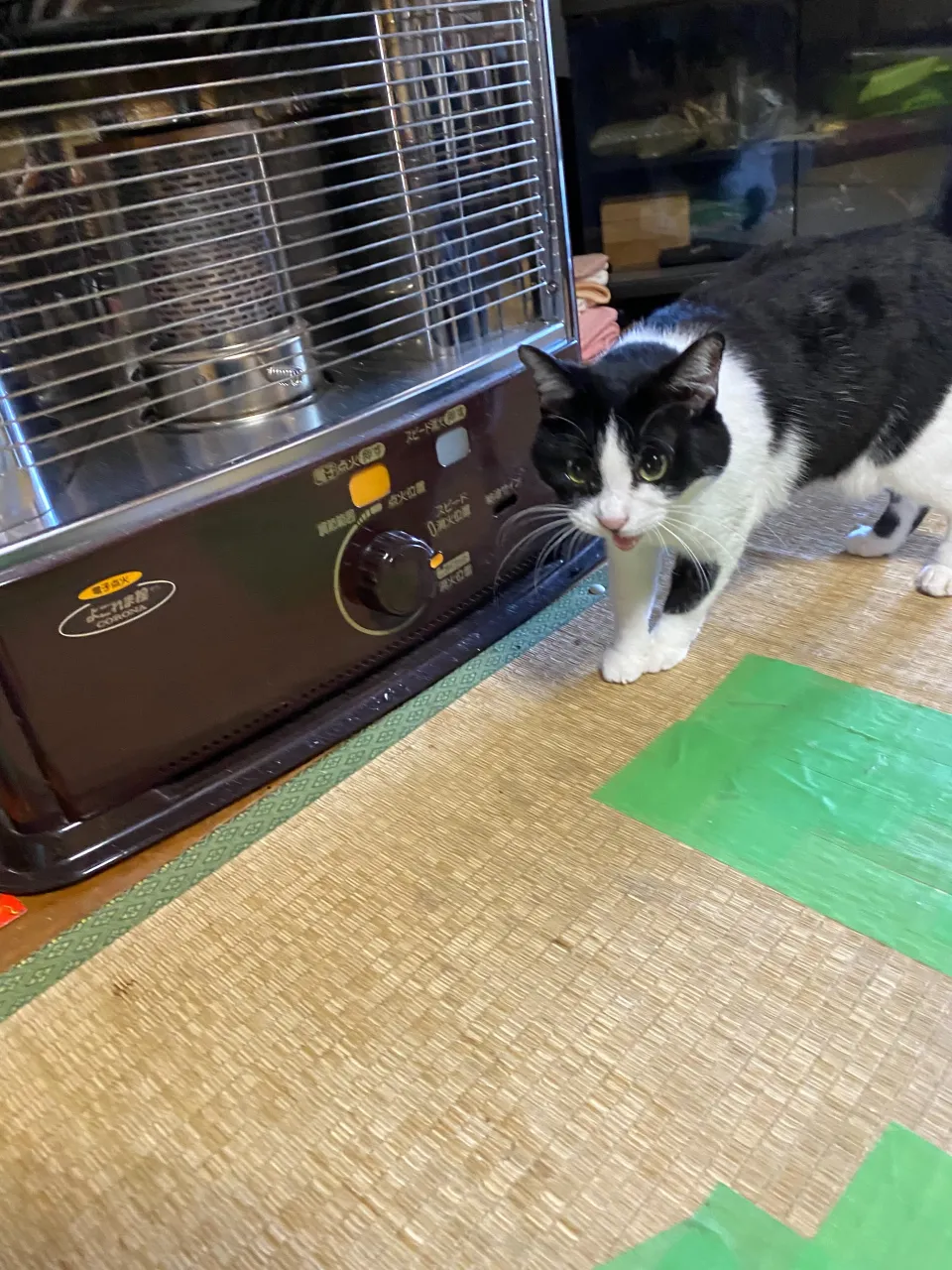 実家にいる金😸