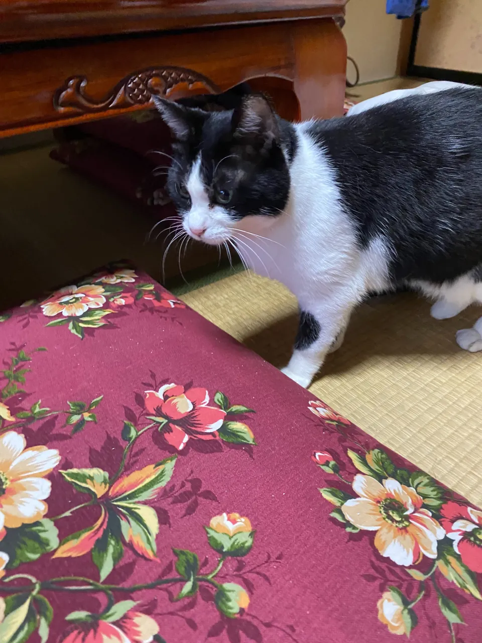 実家にいる金😸