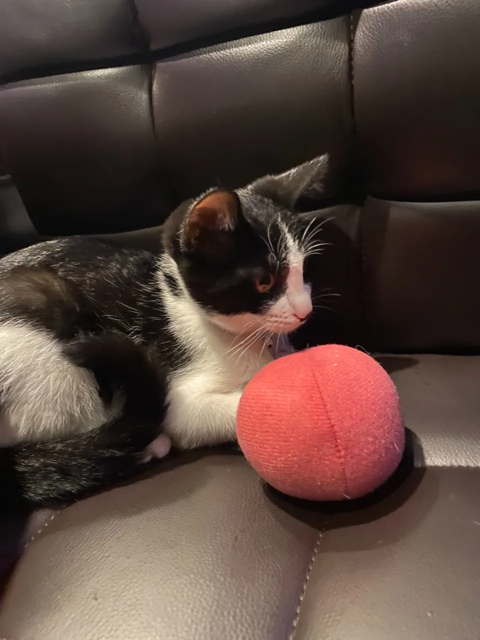 銀とボール🎾