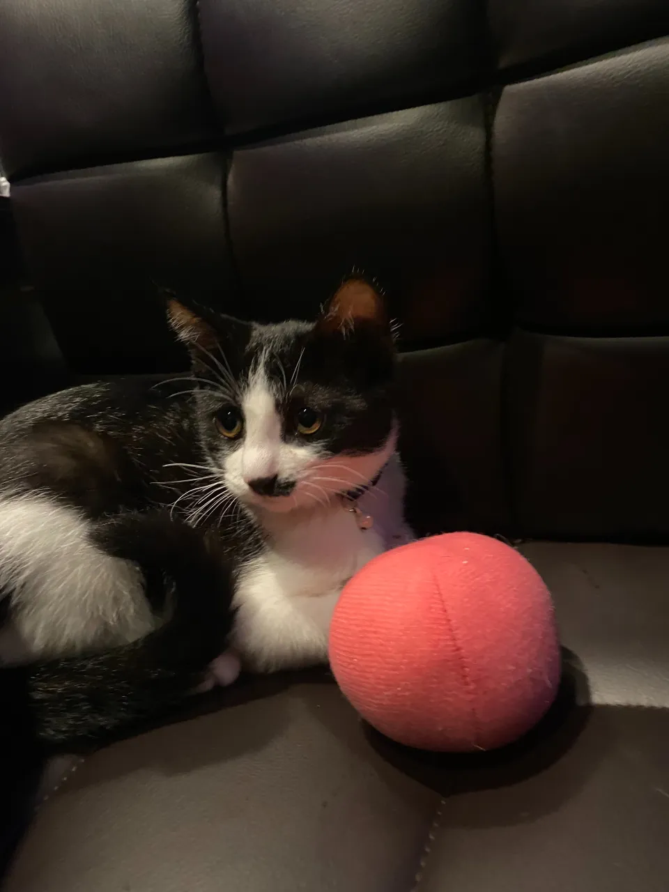 銀とボール🎾