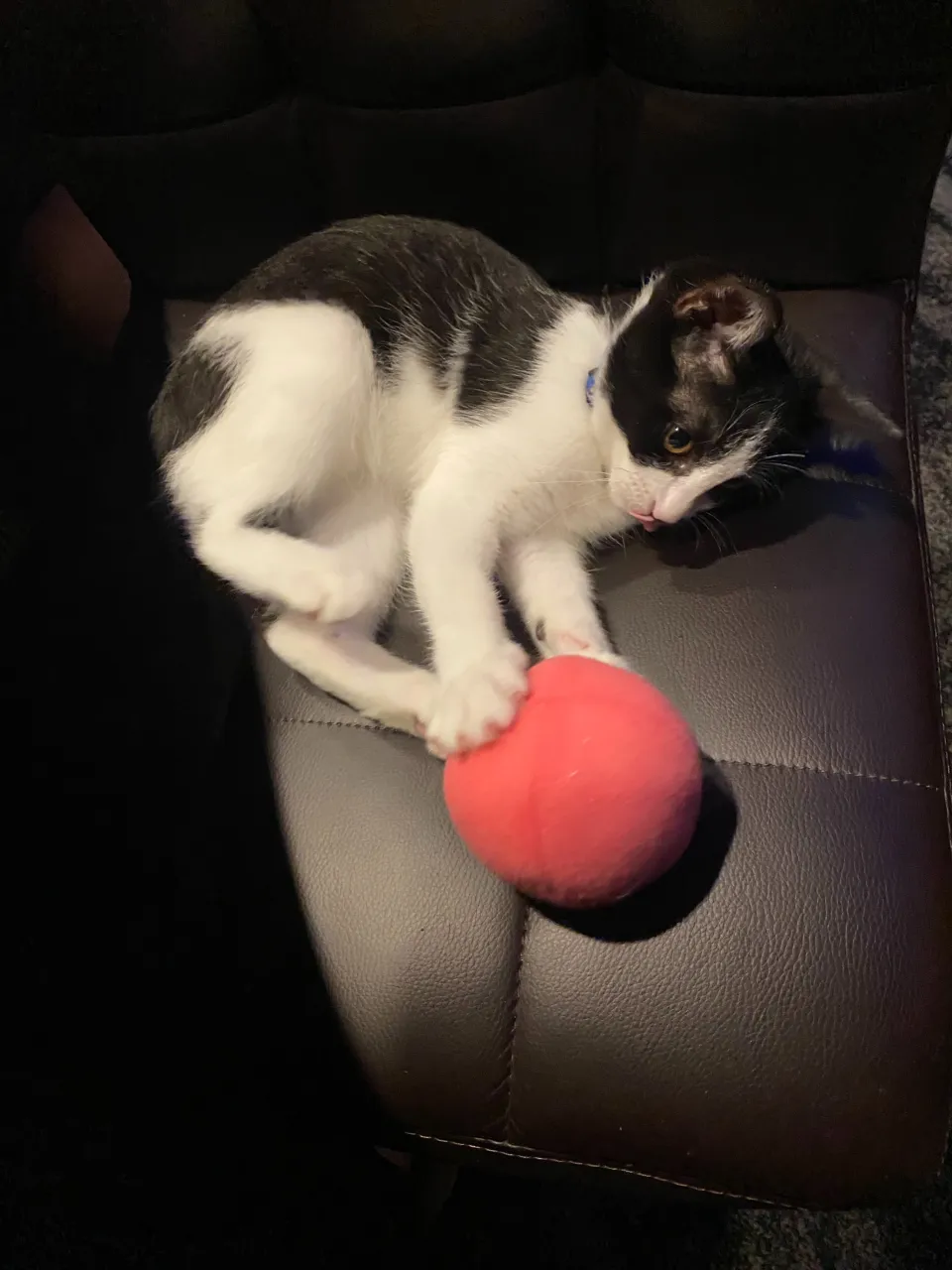 銀とボール🎾