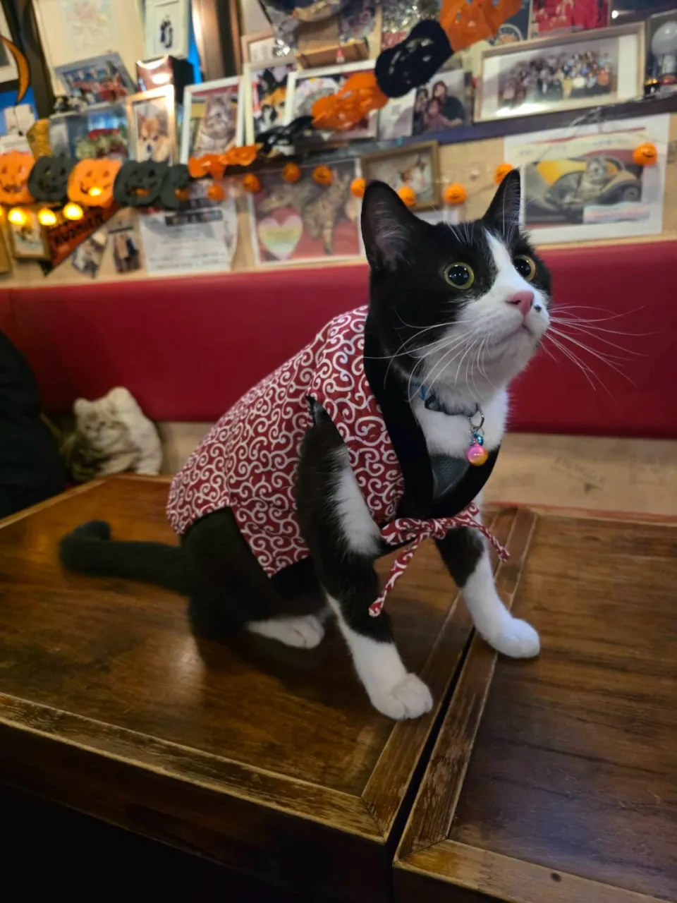 ちゃんちゃんこが似合う銅😻