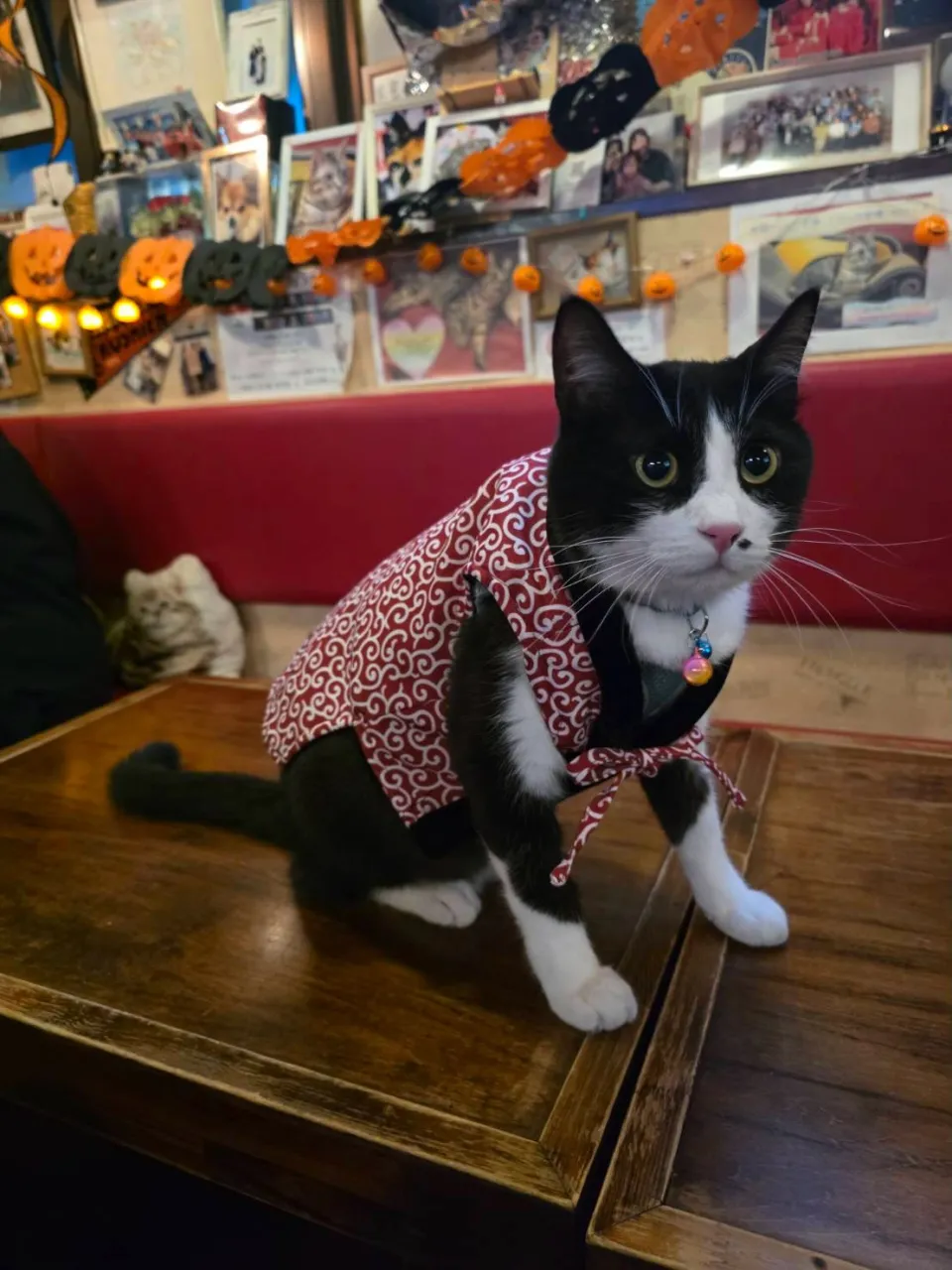 ちゃんちゃんこが似合う銅😻