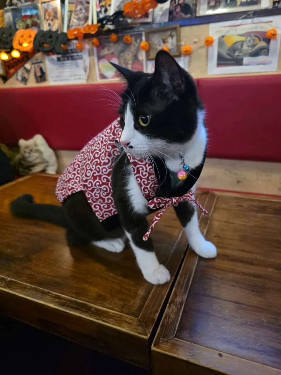 ちゃんちゃんこが似合う銅😻