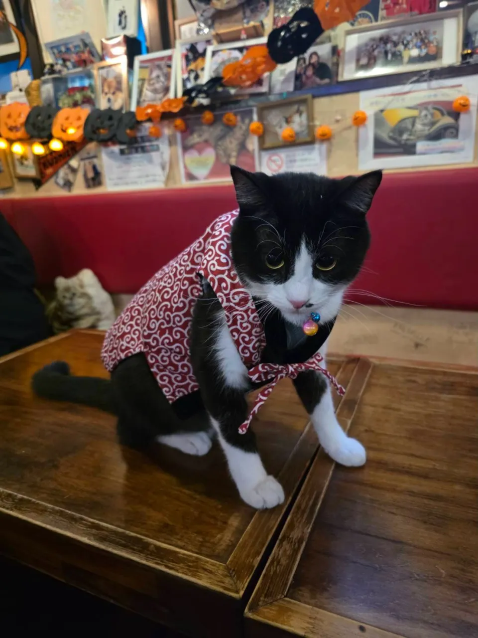 ちゃんちゃんこが似合う銅😻
