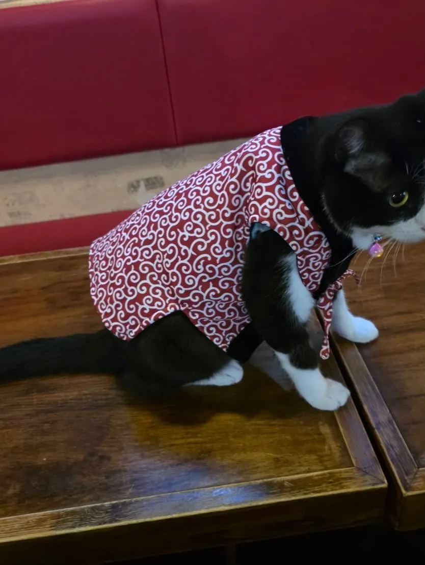 ちゃんちゃんこが似合う銅😻