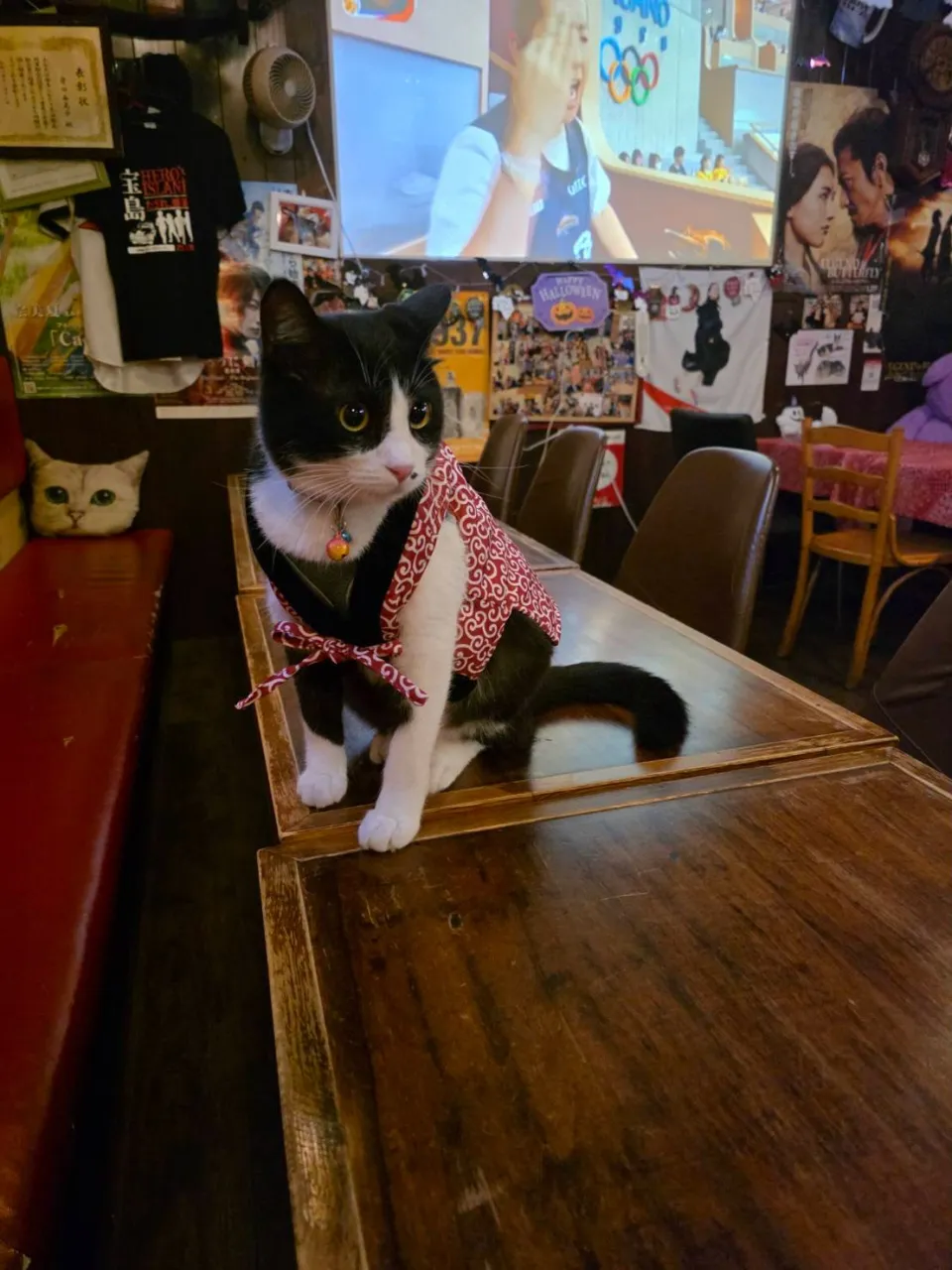 ちゃんちゃんこ銅第２弾😸