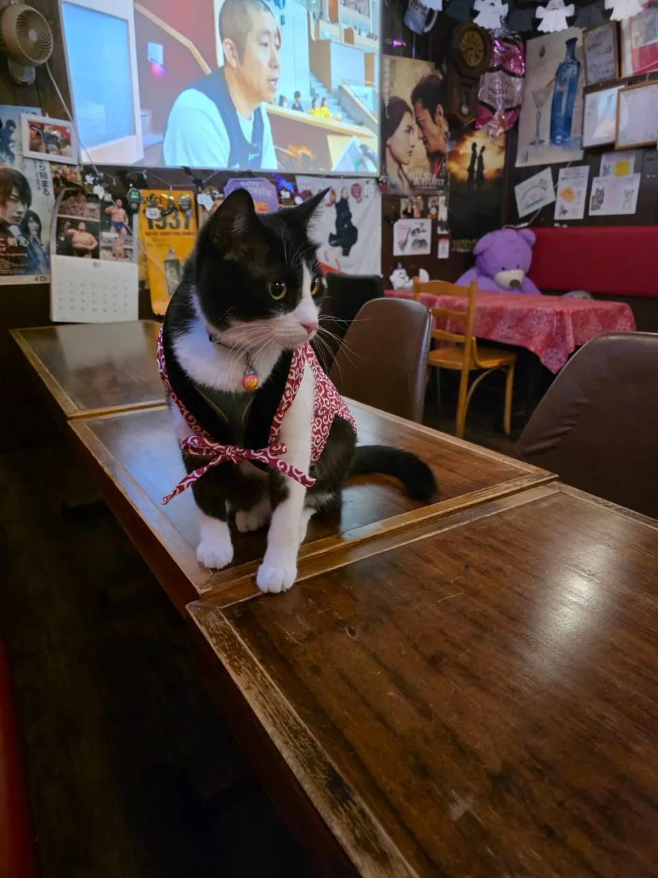 ちゃんちゃんこ銅第２弾😸