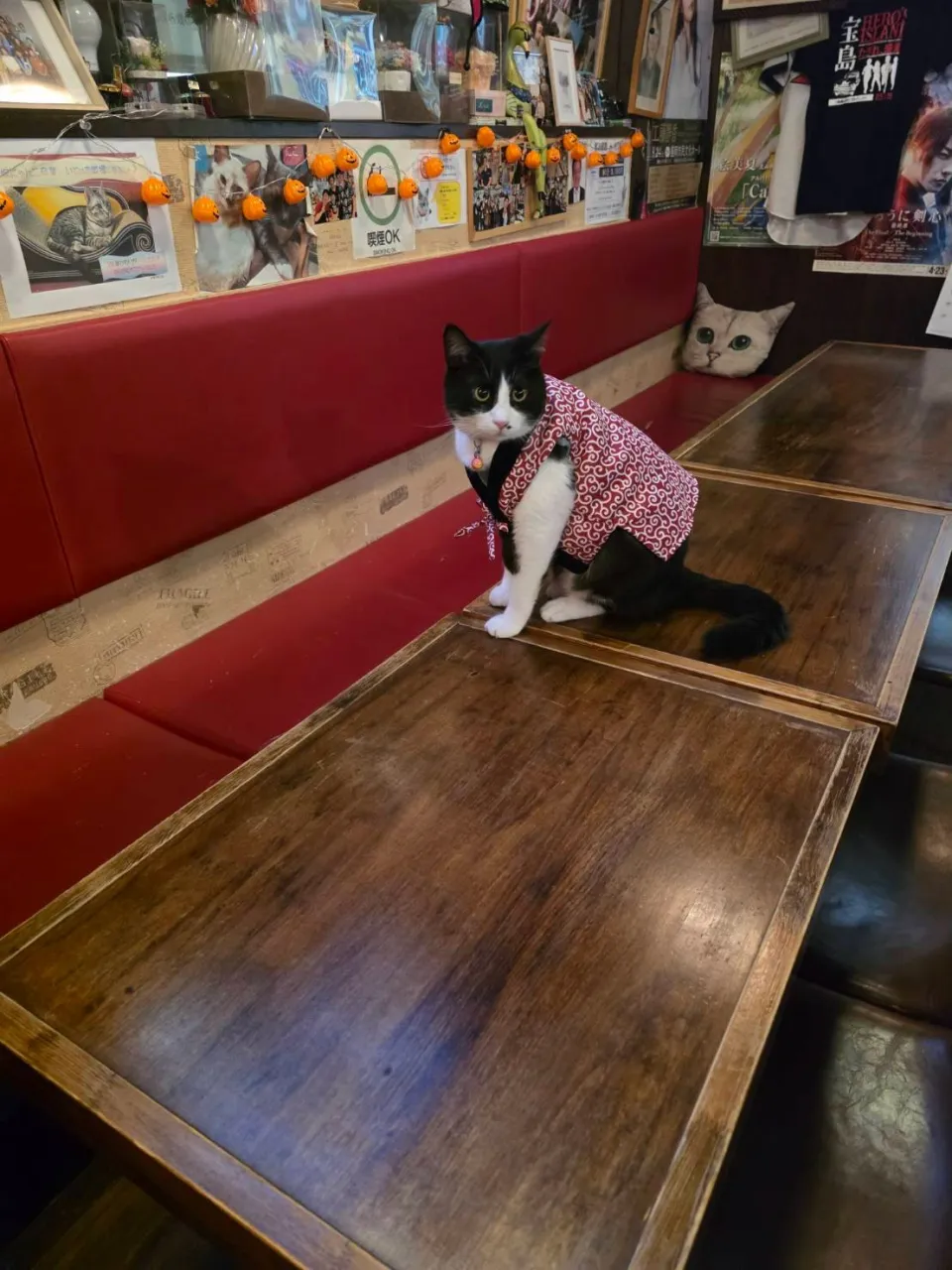 ちゃんちゃんこ銅第２弾😸
