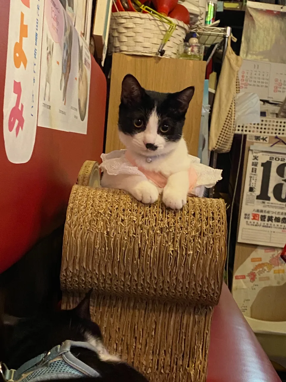 銀と銅😸