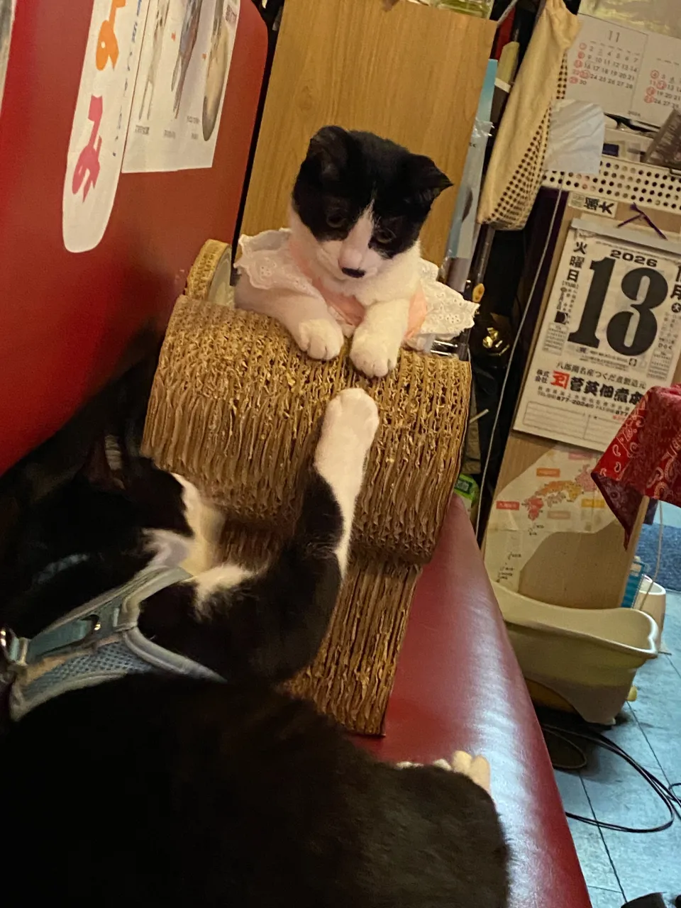 銀と銅😸